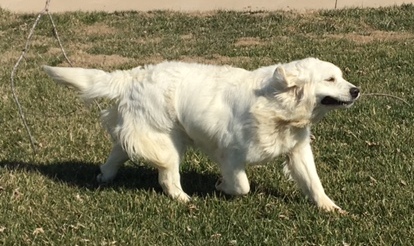 Raberg S English Creme Golden Retrievers Golden Retrievers Missouri